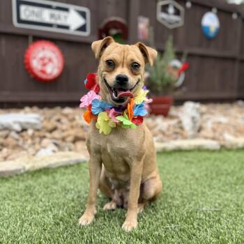Pug Dogs Available for Adoption in Fairfield, Connecticut - Piper | PetCurious