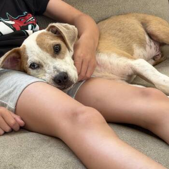 Happy -  Australian Cattle Dog Blue Heeler and Mixed Breed Dog for Adoption in Opelika, Alabama - Happy | PetCurious