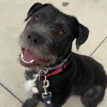Carhartt -  Mixed Breed Dog for Adoption in Dearborn, Michigan - Carhartt | PetCurious