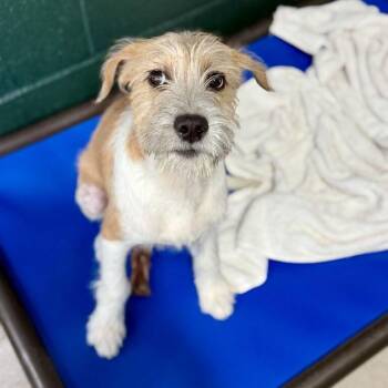 Fizzgig -  Terrier and Mixed Breed Dog for Adoption in Carencro, Louisiana - Fizzgig | PetCurious