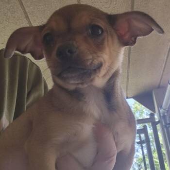 Chihuahua and Dachshund Dogs Available for Adoption in Armonk, New York - AAD Upcoming Arrival! Rufio - 26067 | PetCurious