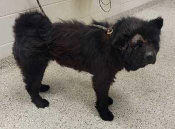 Dorothy -  Chow Chow and Mixed Breed Dog for Adoption in Kansas City, Missouri - Dorothy | PetCurious