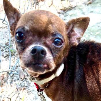 Groucho Marx -  Chihuahua Dog for Adoption in Port Richey, Florida - Groucho Marx | PetCurious