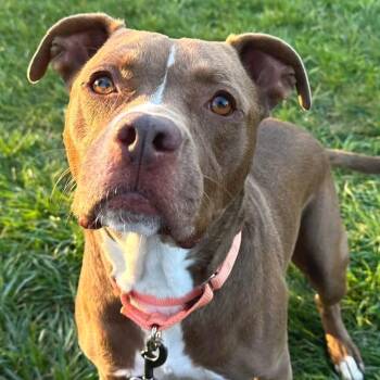 A.C. -  Mixed Breed Dog for Adoption in Wheeling, Illinois - A.C. | PetCurious