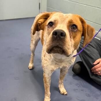 DIOR -  Hound and Mixed Breed Dog for Adoption in Greensboro, North Carolina - DIOR | PetCurious