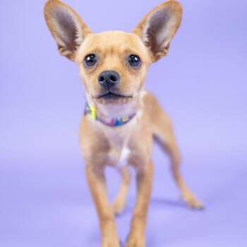 Lemon Drop -  Chihuahua Dog for Adoption in Portland, Oregon - Lemon Drop | PetCurious