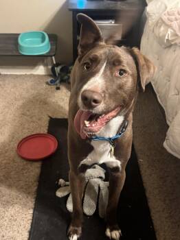 Egg -  Mixed Breed and Husky Dog for Adoption in Houston, Texas - Egg | PetCurious