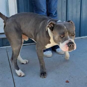 Hootie -  Pit Bull Terrier Dog Available for Adoption in Tama, Iowa - Hootie | PetCurious