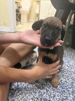 Dahlia -  American Bulldog Dog for Adoption in Lakeland, Florida - Dahlia | PetCurious