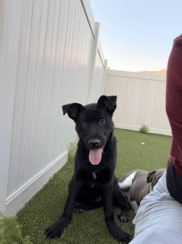 Labrador Retriever Dogs Available for Adoption in Roseville, California - Winchester | PetCurious
