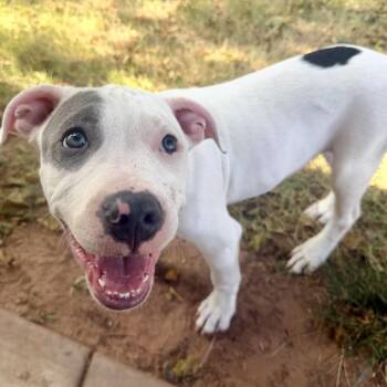 Billy -  Pit Bull Terrier Dog for Adoption in Pelham, New Hampshire - Billy | PetCurious