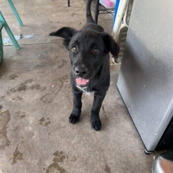 Genesis -  Mixed Breed Dog for Adoption in Hamden, Connecticut - Genesis | PetCurious