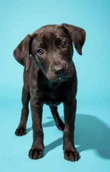 CHIMERA -  Mixed Breed Dog for Adoption in Jacksonville, Florida - CHIMERA | PetCurious