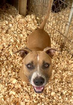 Rescue Pit Bull Terrier Dogs for Adoption in Troy, Alabama - Daisy | PetCurious