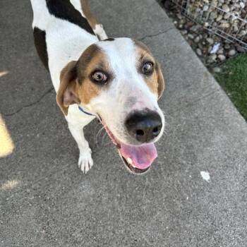 Zeke -  Hound and Mixed Breed Dog for Adoption in San Francisco, California - Zeke | PetCurious