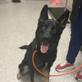 Ragnar -  German Shepherd Dog Dog for Adoption in Reno, Nevada - Ragnar | PetCurious