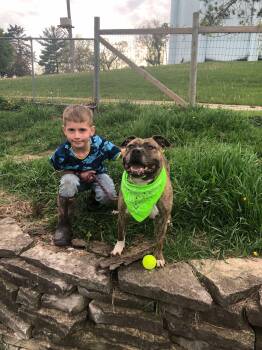 Rescue American Staffordshire Terrier and Staffordshire Bull Terrier Dogs for Adoption in Cleveland, Ohio - Maribel | PetCurious