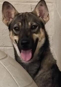 Gypsy -  Shepherd Dog for Adoption in Elizabethton, Tennessee - Gypsy | PetCurious