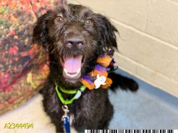 EINSTEIN -  Mixed Breed Dog for Adoption in West Palm Beach, Florida - EINSTEIN | PetCurious