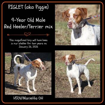 Rescue Cattle Dog and Pit Bull Terrier Dogs for Adoption in Marietta, Ohio - Piglet Aka Piggie (Real Name Brutus) | PetCurious