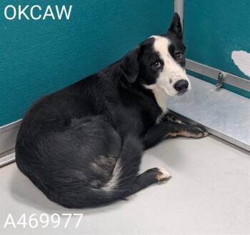 Border Collie and Mixed Breed Dogs Available for Adoption - SOKKA | PetCurious