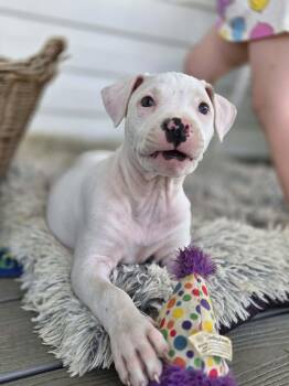Pit Bull Terrier Dogs Available for Adoption in Lexington, Kentucky - Alaska | PetCurious