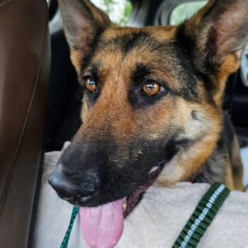 German Shepherd Dog Dogs Available for Adoption in Myrtle Beach, South Carolina - Scarlett | PetCurious