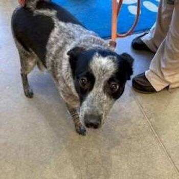YORK-Stray-17017 -  Cattle Dog Dog for Adoption in York, Pennsylvania - YORK-Stray-17017 | PetCurious