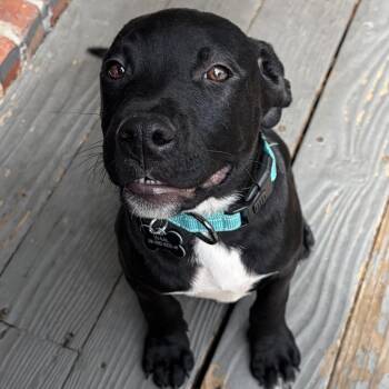 Pit Bull Terrier Dogs Available for Adoption in Wichita, Kansas - Luke | PetCurious