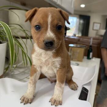 Terrier and Mixed Breed Dogs Available for Adoption in Sacramento, California - Dougal (Snoop) | PetCurious