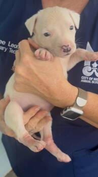 Stan (stacy) -  Mixed Breed Dog for Adoption in Mobile, Alabama - Stan (stacy) | PetCurious