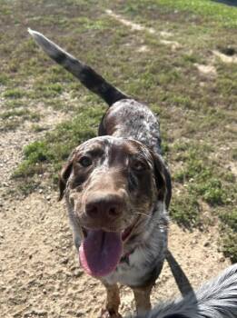 1243 Ruth -  Australian Shepherd and Labrador Retriever Dog for Adoption in Ringwood, Illinois - 1243 Ruth | PetCurious