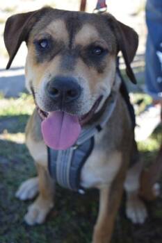Rescue Mixed Breed Dogs for Adoption in Wilmington Island, Georgia - Renlee | PetCurious