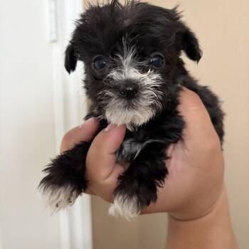 Sprout -  Chihuahua and Poodle Dog for Adoption in Corona, California - Sprout | PetCurious