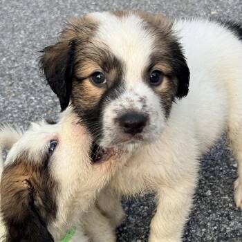 Ran -  Mixed Breed and Boxer Dog for Adoption in Columbia, Maryland - Ran | PetCurious