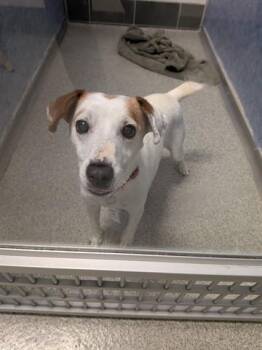 ZENITH KEYSTONE -  Rat Terrier and Mixed Breed Dog for Adoption in Loveland, Colorado - ZENITH KEYSTONE | PetCurious