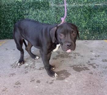 61800640 -  Pit Bull Terrier and Mixed Breed Dog for Adoption in El Paso, Texas - 61800640 | PetCurious