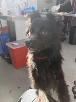 Astro -  Mixed Breed Dog for Adoption in West Chester, Pennsylvania - Astro | PetCurious
