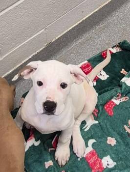 Labrador Retriever Dogs Available for Adoption in Chattanooga, Tennessee - Hank “Howl-y Jr.” Barkington | PetCurious