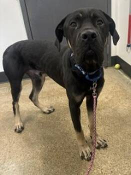 Cashew -  Mastiff Dog for Adoption in Cleveland, Ohio - Cashew | PetCurious