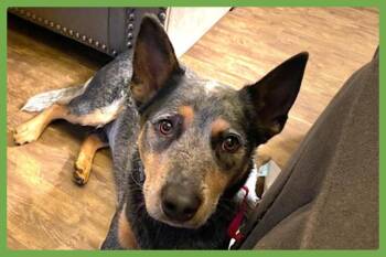 Ranger -  Australian Cattle Dog Blue Heeler Dog for Adoption in Amherst, Massachusetts - Ranger | PetCurious