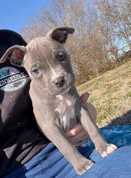 Mixed Breed Dogs Available for Adoption - Goldie | PetCurious