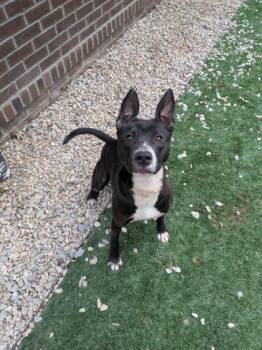 Mixed Breed Dogs Available for Adoption - Yara | PetCurious