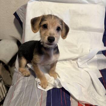 Aspen -  Border Terrier and Chihuahua Dog for Adoption in Poway, California - Aspen | PetCurious