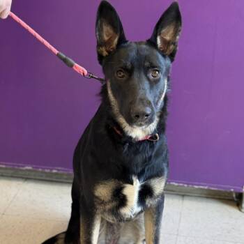 Mushu -  German Shepherd Dog Dog for Adoption in Fresno, California - Mushu | PetCurious