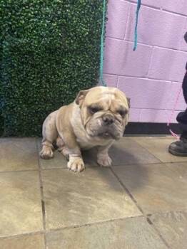 61184566 -  English Bulldog and Mixed Breed Dog for Adoption in El Paso, Texas - 61184566 | PetCurious