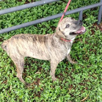 Rescue Mixed Breed Dogs for Adoption in Corsicana, Texas - Darla D46629 | PetCurious