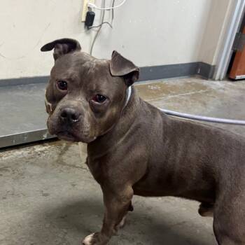 Camerino -  Pit Bull Terrier Dog for Adoption in Yuma, Arizona - Camerino | PetCurious