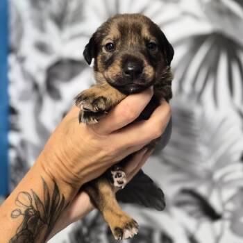 Cheesy Roll Up -  Shepherd Dog for Adoption in Wahiawa, Hawaii - Cheesy Roll Up | PetCurious