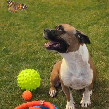 Rescue Pit Bull Terrier Dogs for Adoption in Las Vegas, Nevada - Boogie OS NV | PetCurious